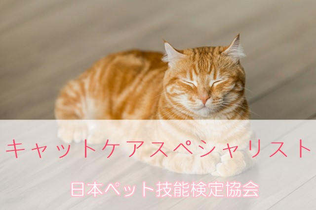 キャットケアスペシャリストの難易度は?難しい理由や解消法を解説