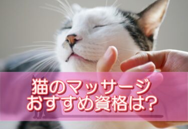 猫のマッサージに関するおすすめ資格は?取得方法や資格の活かし方をご紹介!