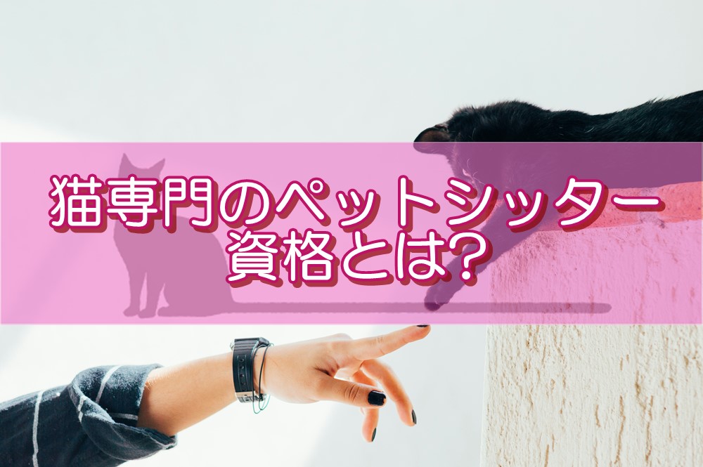 猫専門のペットシッターになるための資格とは?資格取得方法や人気資格を解説!