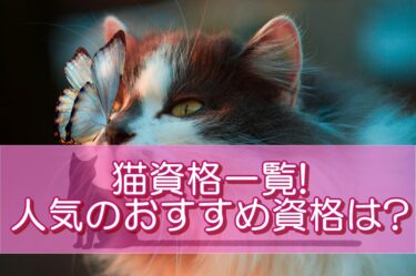 猫資格一覧!人気のおすすめ資格は?資格種類を項目別に解説!