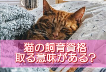 猫の飼育資格は取る意味がある?取得のメリットデメリットやおすすめ資格を解説!