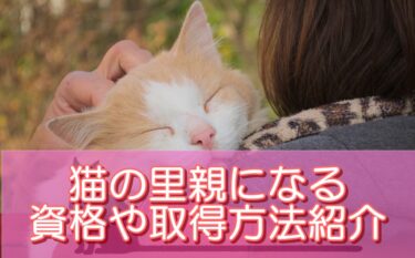 猫の里親になるために猫資格がおすすめ！人気資格や取得方法をご紹介