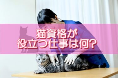 猫資格が役立つ仕事は何?猫の民間資格が就職で活かせる仕事を解説!