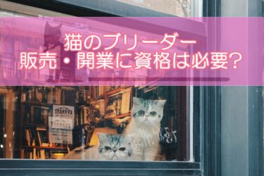 猫のブリーダーの販売・開業に資格は必要? 必須資格やおすすめ猫資格をご紹介