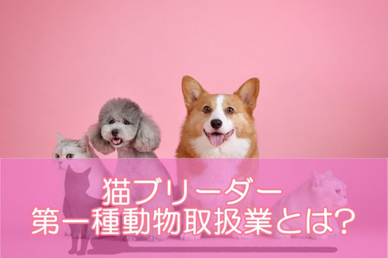 猫ブリーダーになるための第一種動物取扱業とは?必要な猫資格を解説
