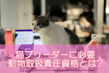 猫ブリーダーに必要な動物取扱責任資格とは?注意点や条件を満たす猫資格を解説