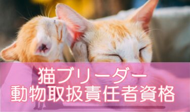 猫ブリーダーの動物取扱責任者資格の条件は実務経験も含まれる?男性でも取りやすい方法は?