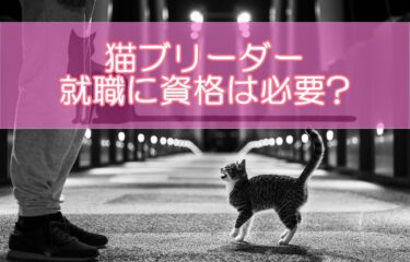 猫ブリーダーの就職に資格は必要?資格を取るメリットやおすすめ資格をご紹介!