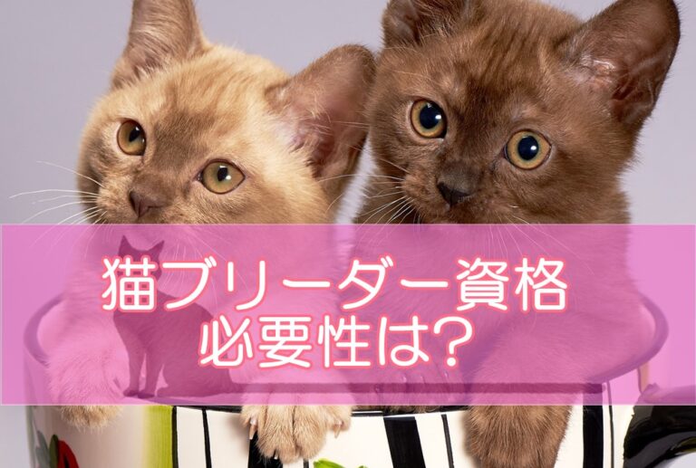 猫ブリーダー資格の必要性は?いる・なしのケースは?必要・必須なケースを解説！