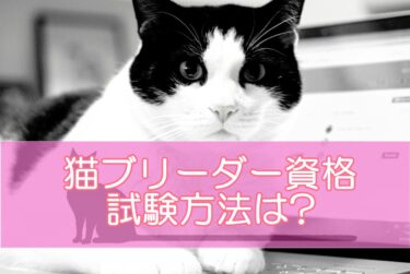 猫ブリーダー資格の試験方法は?合格率・難易度を検証！難易度が低めのおすすめ資格も