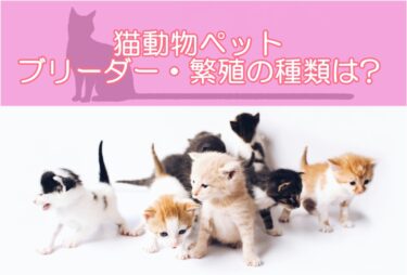 猫動物ペットのブリーダー・繁殖に関する資格の種類は?タイプ別おすすめ資格をご紹介!