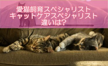 愛猫飼育スペシャリストとキャットケアスペシャリストの違いは?人気猫資格を徹底比較!