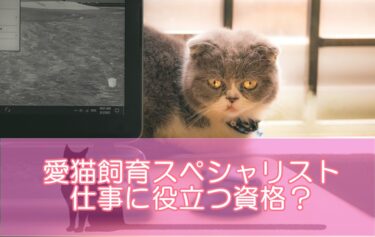 愛猫飼育スペシャリストは仕事に役立つ資格？活かしやすい理由や活かし方を解説