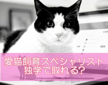 愛猫飼育スペシャリストは独学で取れる?独学に近い形で勉強する方法とは