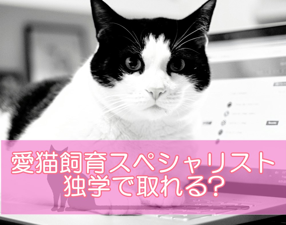 愛猫飼育スペシャリストは独学で取れる?独学に近い形で勉強する方法とは
