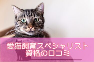 愛猫飼育スペシャリスト資格の口コミは?ユーキャンで学べる評判の人気猫資格！