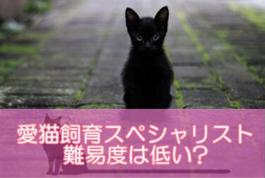 愛猫飼育スペシャリスト資格の難易度は低い?比較的簡単と言われる理由を解説!