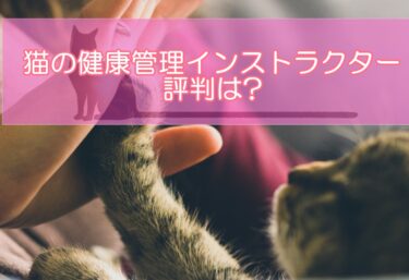 猫の健康管理インストラクター資格の評判は?口コミからメリットデメリットを検証!