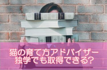 猫の育て方アドバイザーは独学でも取得できる?独学のメリットデメリットを解説！