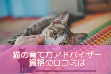 猫の育て方アドバイザー資格の口コミは良い?悪い?評判からわかるメリットデメリットを検証!