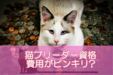 猫ブリーダー資格は費用がピンキリ?リーズナブルな料金の通信講座がおすすめ!