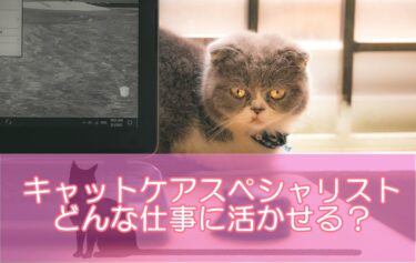 キャットケアスペシャリスト資格はどんな仕事に活かせる？就職に有利?求人や給料事情を解説！