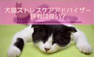 犬猫ストレスケアアドバイザー資格の評判は良い?どんな口コミがあるのか検証!