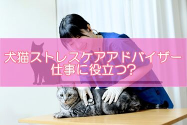 犬猫ストレスケアアドバイザー資格はどんな仕事に役立つ?仕事への活かし方とは?