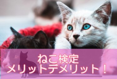 猫検定（ねこ検定）とはどんな猫資格?メリットデメリットを解説！