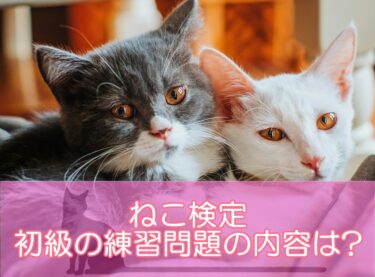 猫検定（ねこ検定）初級の練習問題の内容は?問題集や過去問から出題傾向を検証！