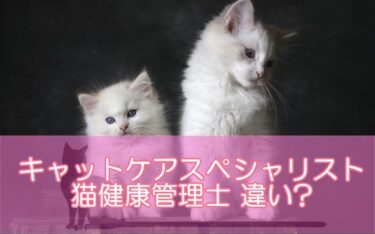 猫健康管理士とキャットケアスペシャリスト資格の違いは?似た猫資格を徹底比較！