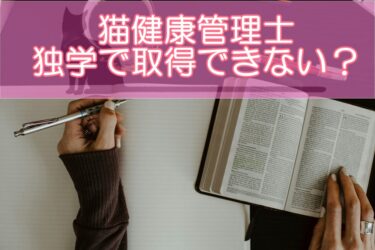 猫健康管理士は独学で取得できない？通信講座の在宅学習で取得する方法を解説！