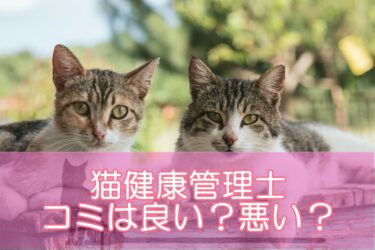 猫健康管理士資格の口コミは良い？悪い？評判からわかるメリットデメリットを解説